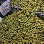 زیتون خرمدشت