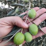 زیتون خرمدشت