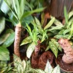 گل و گیاه آپارتمانی