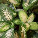 گل و گیاه آپارتمانی