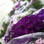 گل و گیاه آپارتمانی