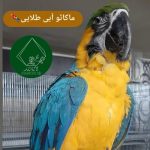 فروشگاه لاله لند. انواع پرنده های زینتی، قفس، غذا