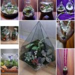 فروشگاه لاله لند، انواع گل های زینتی، تراریوم، پالاداریوم و….