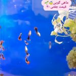 فروشگاه لاله لند، انواع ماهی های زینتی،آکواریوم، ویواریوم،غذا