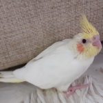 فروشگاه لاله لند. انواع پرنده های زینتی، قفس، غذا