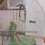 فروشگاه لاله لند. انواع پرنده های زینتی، قفس، غذا