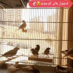 فروشگاه لاله لند. انواع پرنده های زینتی، قفس، غذا