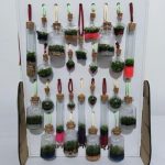 فروشگاه لاله لند، انواع گل های زینتی، تراریوم، پالاداریوم و….