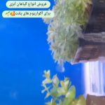 فروشگاه لاله لند، انواع ماهی های زینتی،آکواریوم، ویواریوم،غذا