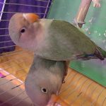 فروشگاه لاله لند. انواع پرنده های زینتی، قفس، غذا