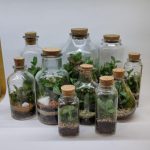 فروشگاه لاله لند، انواع گل های زینتی، تراریوم، پالاداریوم و….