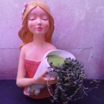 فروشگاه لاله لند، انواع گل های زینتی، تراریوم، پالاداریوم و….