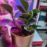 گل گیاه،تراریوم دلوین