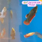 فروشگاه لاله لند، انواع ماهی های زینتی،آکواریوم، ویواریوم،غذا
