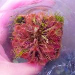 فروشگاه لاله لند، انواع ماهی های زینتی،آکواریوم، ویواریوم،غذا