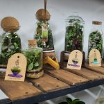 گل گیاه،تراریوم دلوین