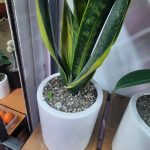 گل گیاه،تراریوم دلوین