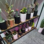 گل گیاه،تراریوم دلوین