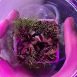 فروشگاه لاله لند، انواع گل های زینتی، تراریوم، پالاداریوم و….