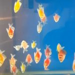 فروشگاه لاله لند، انواع ماهی های زینتی،آکواریوم، ویواریوم،غذا