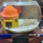 فروشگاه لاله لند، انواع ماهی های زینتی،آکواریوم، ویواریوم،غذا