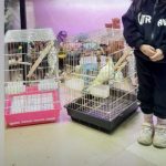 فروشگاه لاله لند. انواع پرنده های زینتی، قفس، غذا