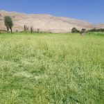 زمین روستای بادرود فیروزکوه(با امکان اقساط یا معاوضه با خودرو)