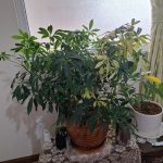 گلدان شفلرا ابلق بزرگ