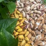 فروش پسته درجه یک دامغان