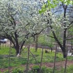 زمین مسکونی