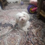 سگ خانگی شیتزو تریر ۸ماه